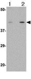 Anti-Angiotensin II Type 1 Receptor antibody(AB124505)