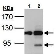 Anti-PARP1 antibody(AB227244)