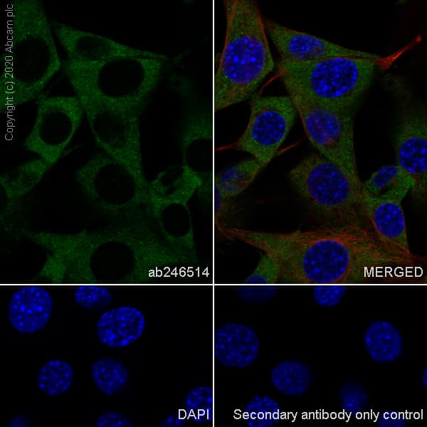 Anti-YTHDF2 antibody [EPR23544-19] - BSA and Azide free(AB275037)