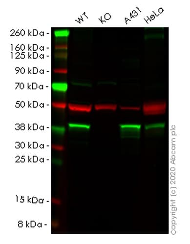 Human NSDHL knockout HEK-293T cell lysate(AB258082)