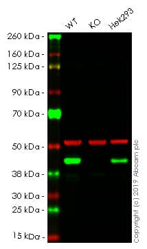 Anti-PDHA1 antibody [9H9AF5](AB110330)