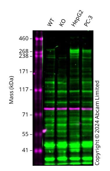 Anti-Fibronectin antibody [EPR23110-46](AB268020)