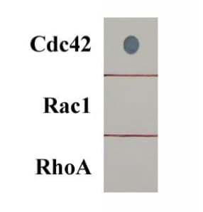 Cdc42 Activation Assay Kit Ab211163  Functional Studies Img7942