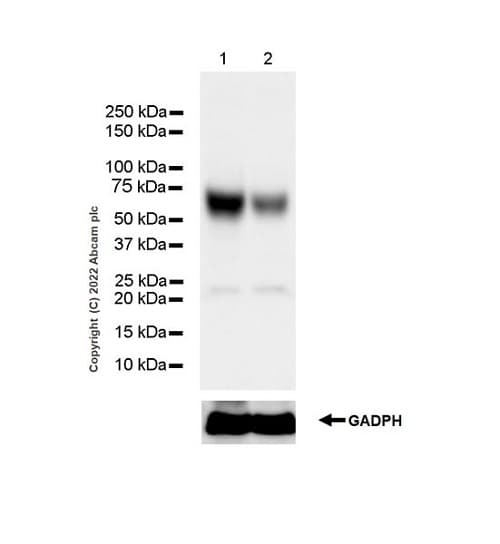 Anti-GBA antibody [EPR24106-87] - BSA and Azide free(AB303509)