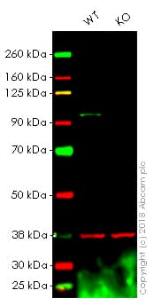 Anti-SATB2 antibody [EPNCIR130A] - BSA and Azide free(AB212177)