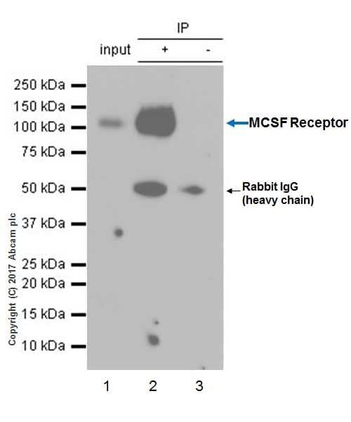 Anti-CSF-1-R antibody [EPR20754](AB229188)