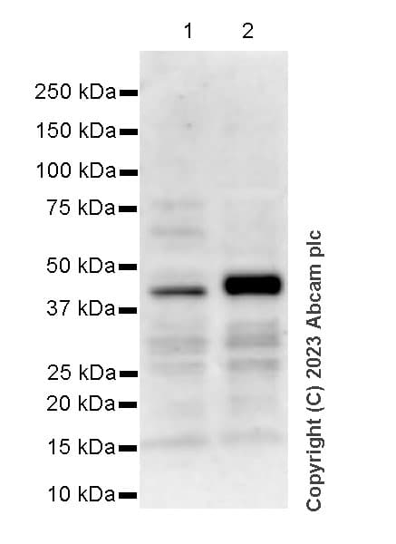 Anti-BRN3A + BRN3B + BRN3C antibody [EPR26313-54](AB317492)