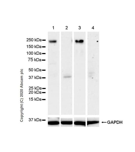 Anti-Laminin beta 2 antibody [EPR23568-91](AB277521)