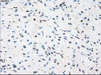 Anti-Tristetraprolin/TTP antibody [OTI8B5](AB124024)