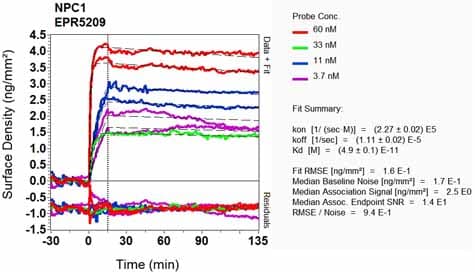 Anti-Niemann Pick C1 antibody [EPR5209] - BSA and Azide free(AB224268)