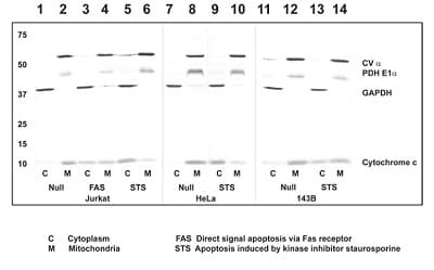 Cytochrome c Apoptosis WB Antibody Cocktail(AB110415)