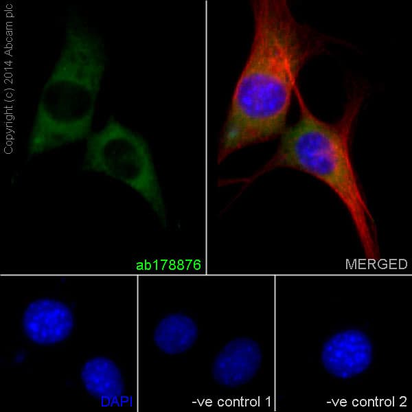 Anti-MEK1 + MEK2 antibody [EPR16667](AB178876)