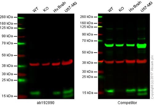 Autophagy Analysis (ATG16L1, ATG16L1 pS278, SQSTM1, LC3B, Ubiquitin, M6PR) Antibody Sampler Panel(AB269811)