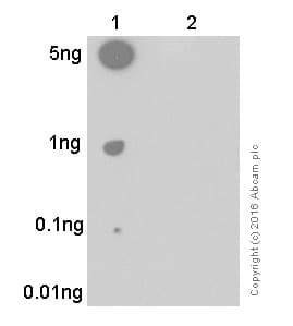 Anti-Tau (phospho S396) antibody [EPR2731](AB109390)