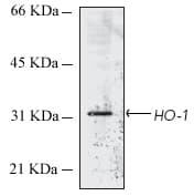 Anti-Heme Oxygenase 1 antibody [HO-1-1](AB13248)