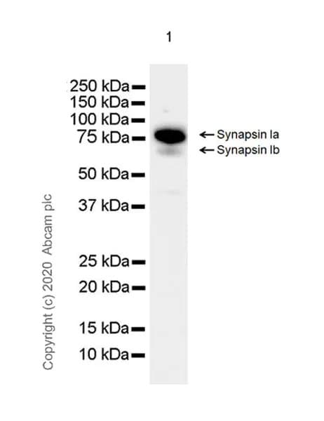 Synaptic Marker (Synaptophysin, Synapsin1, PSD95, VAMP2) Antibody Sampler Panel - Human, Mouse(AB263463)
