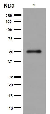 Anti-alpha Sarcoglycan antibody [EPR14773](AB189254)