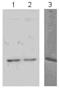Anti-Histone H2B antibody - ChIP Grade(AB1790)