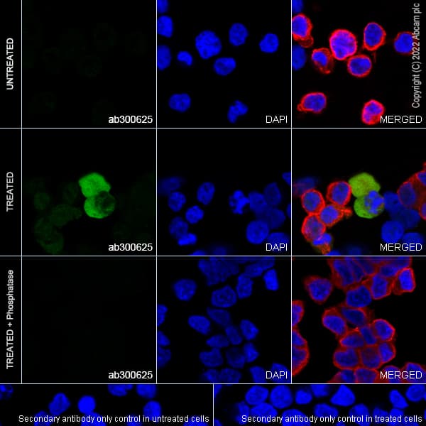 Goat Anti-Rabbit IgG H&L (Alexa Fluor® 488) preadsorbed(AB150081)