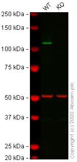 Human DDX58 (RIG-I) knockout A549 cell lysate(AB257917)