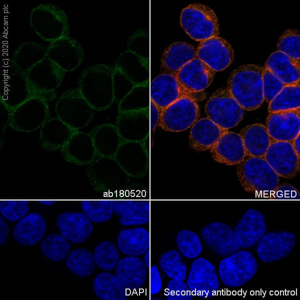 Snx5 Antibody Epr14358 Bsa And Azide Free Ab250218  Immunocytochemistry Immunofluorescence Img174517