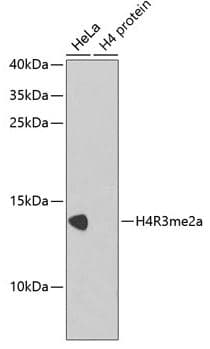 Anti-Histone H4 (asymmetric di methyl R3) antibody(AB194683)