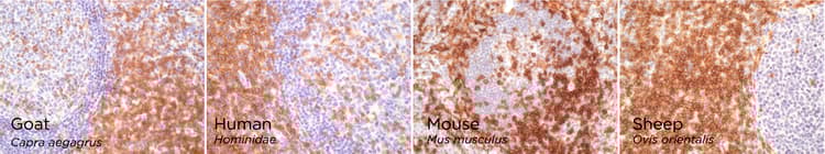 Anti-CD4 antibody [RM1013](AB288724)