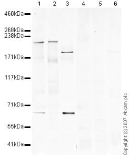 Plexin A4 Antibody Ab39350  Western Blot Img149179