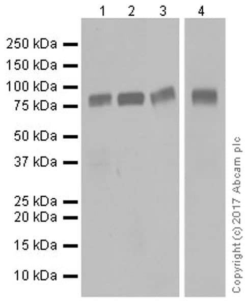 Periostin Antibody Epr19936 Ab219057  Western Blot Img4056