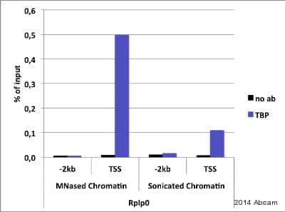 Anti-TATA binding protein TBP antibody(AB28175)