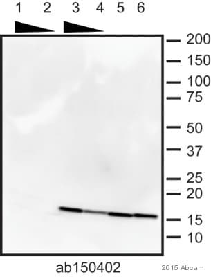 Anti-Histone H2A.Z antibody [EPR6171(2)(B)] - ChIP Grade(AB150402)