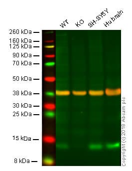 Anti-FKBP12 antibody [EP3887](AB108420)