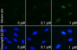 Anti-DDIT3 antibody [9C8](AB11419)