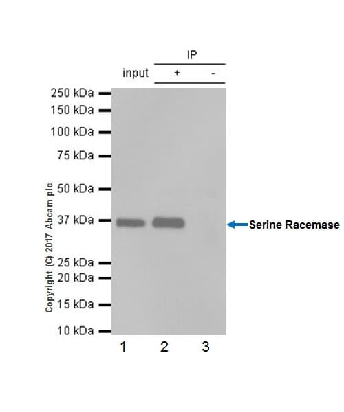 Serine Racemase Antibody Epr18747 Ab182217  Immunoprecipitation Img652