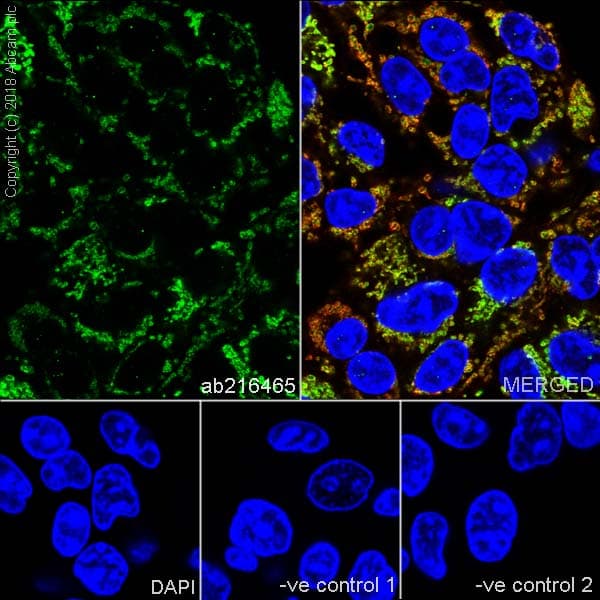 Abat Gaba T Antibody Epr20842 Bsa And Azide Free Ab233702  Immunocytochemistry Immunofluorescence Img23743