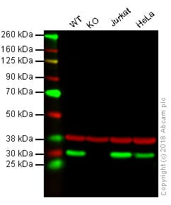 Anti-HMGB1 antibody [EPR3507](AB79823)