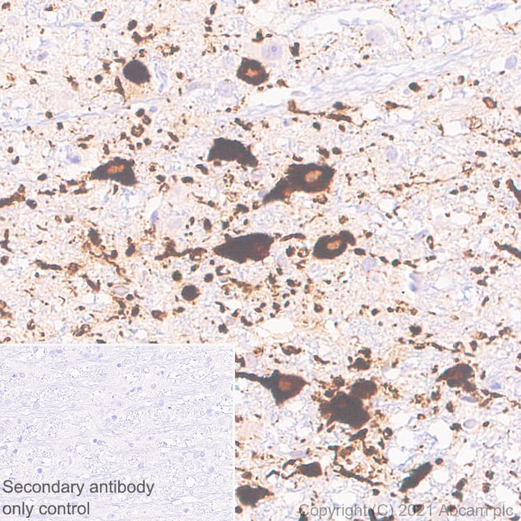 Anti-TPH2 antibody [EPR25100-29] - BSA and Azide free(AB288068)
