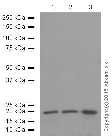 Anti-p21 antibody [EPR362](AB109520)