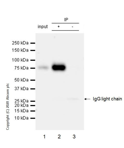 Anti-FMRP antibody [EPR23852-90] - BSA and Azide free(AB277489)