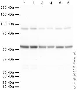 Anti-Tubulin antibody [YL1/2] - Loading Control(AB6160)