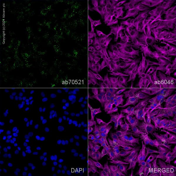 Anti-EEA1 antibody [1G11] - Early Endosome Marker(AB70521)