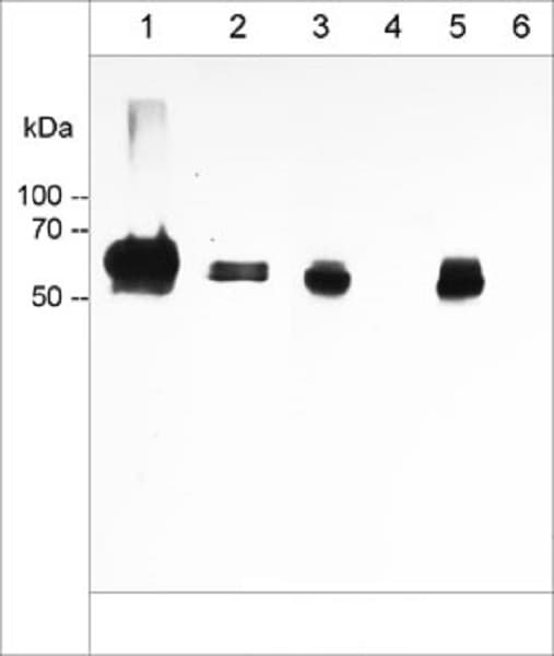Anti-TROP2 antibody [M005] - Extracellular domain(AB253293)
