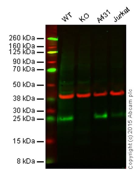 Anti-FADD antibody [EPR4415] - BSA and Azide free(AB232045)