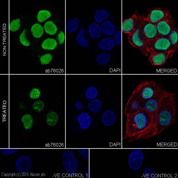 Anti-Nrf2 (phospho S40) antibody [EP1809Y](AB76026)