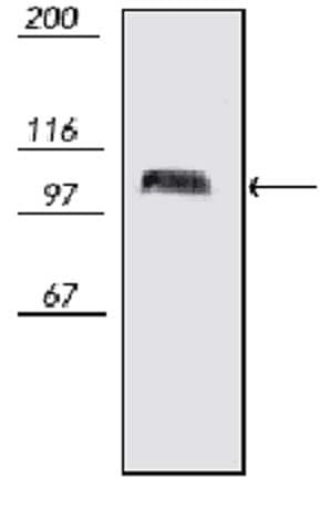 Anti-PSD95 antibody [7E3-1B8] - Synaptic Marker(AB13552)