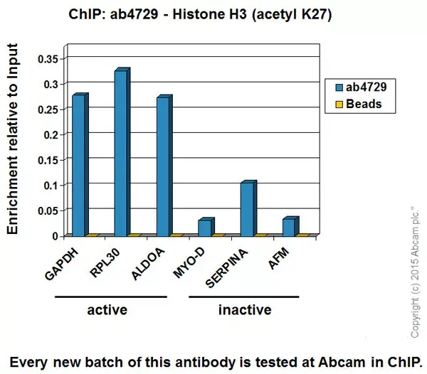 Anti-Histone H3 (acetyl K27) antibody - ChIP Grade(AB4729)