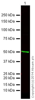 Anti-beta Tubulin antibody - Loading Control(AB6046)