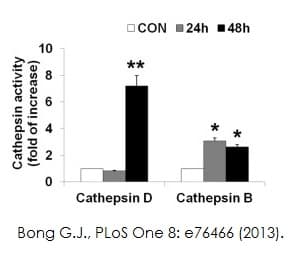 Cathepsin B Activity Assay Kit (Fluorometric)(ab65300)