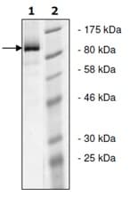 Recombinant Human iNOS protein(AB135010)