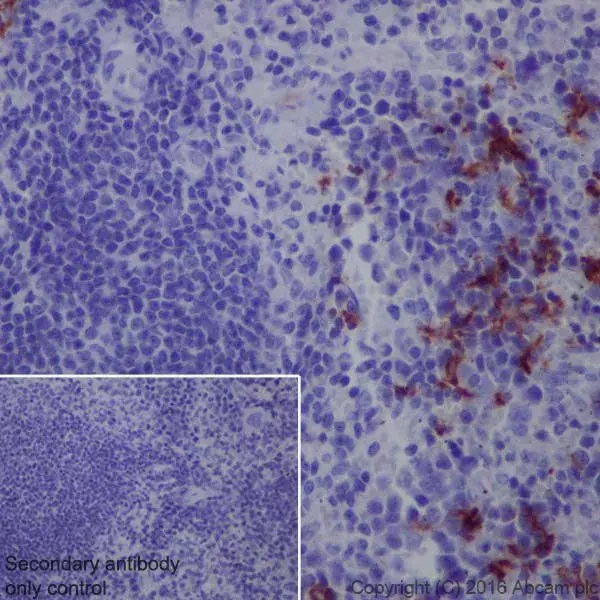Anti-CD163 antibody [EPR19518](AB182422)